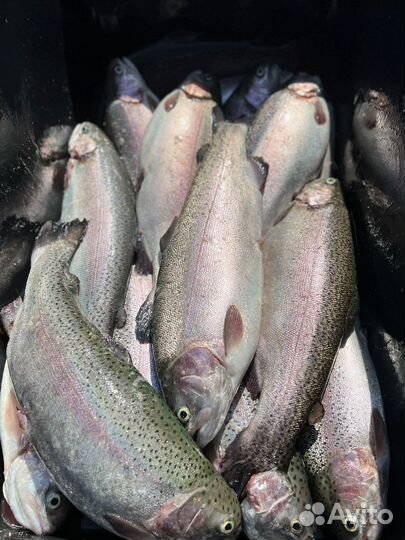 Радужная форель