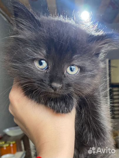 Котята в дар бесплатно