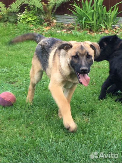 Щенок ищет дом