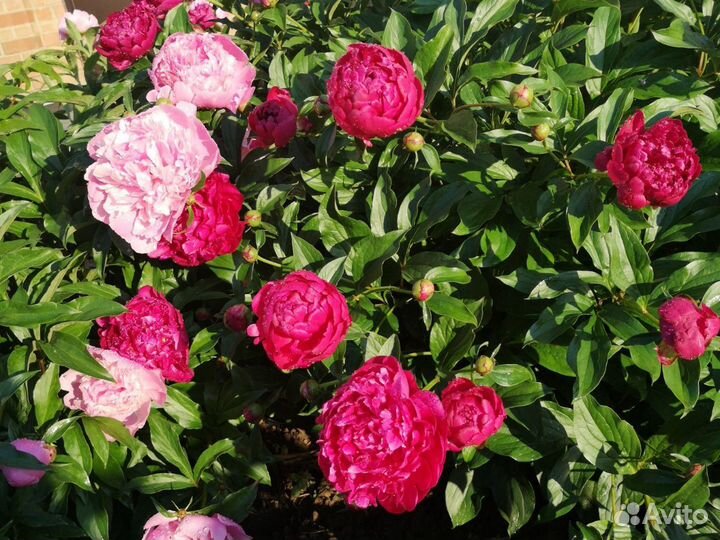Пионы цветы срезка