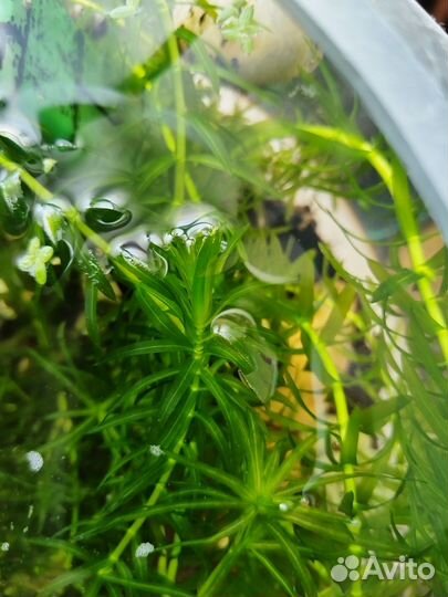 Аквариумное растение