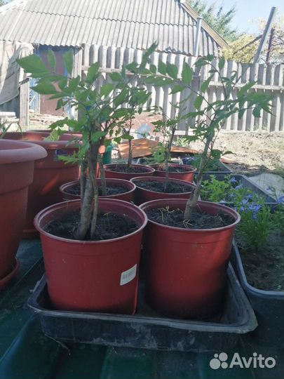 Саженцы кампсиса оранжевый