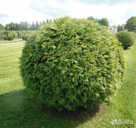 Туя шаровидная