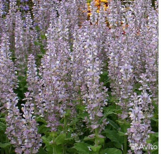 Семена шалфея