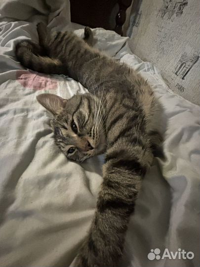 Кот в добрые руки