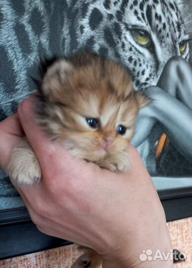 Шотландские прямоухие котята