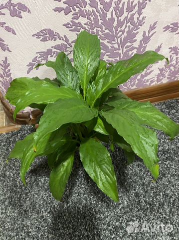 Спатифиллум