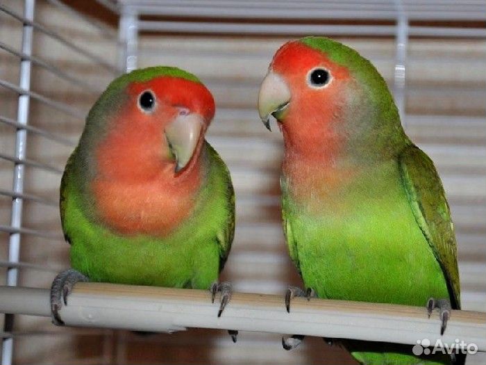 Попугаи неразлучники - зелёные розовощёкие