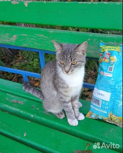 Кошки в добрые руки