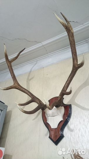 Рога изюбря