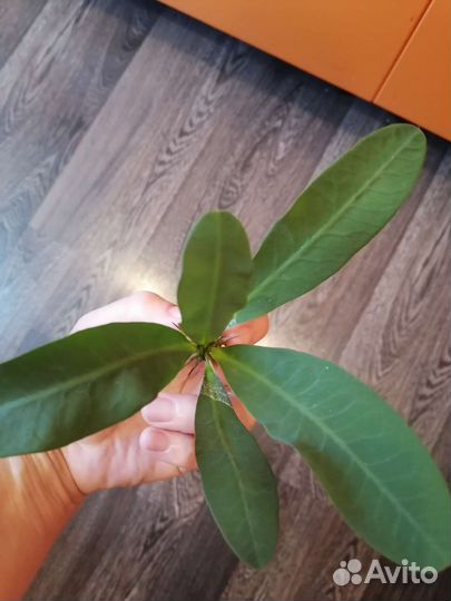 Молочай миля