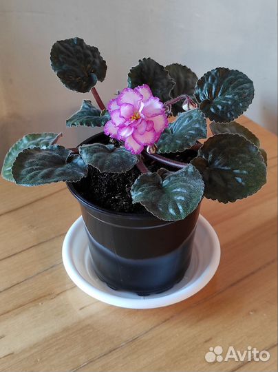 Цветущая фиалка Ян-Менуэт