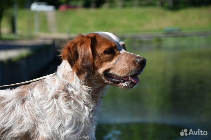 Бретонский эпаньоль