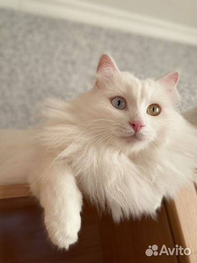 Продам турецкую ангорку