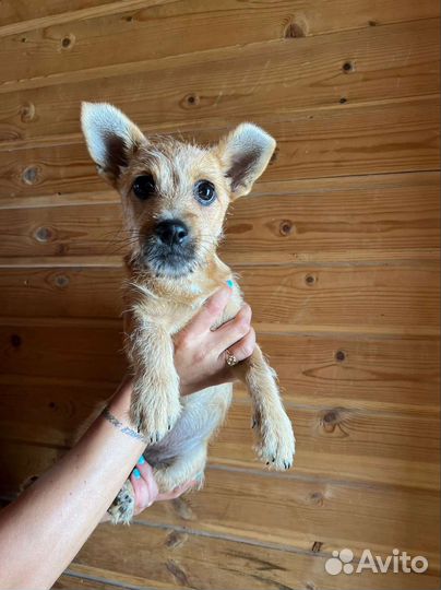 Собака в добрые руки щенок