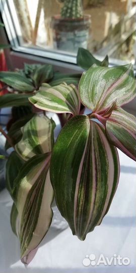 Традесканция тайская