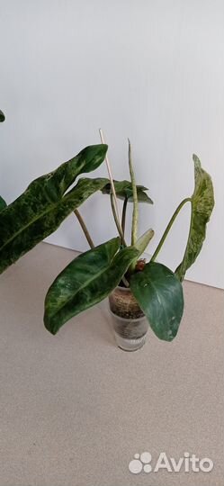 Paraiso verde филодендрон