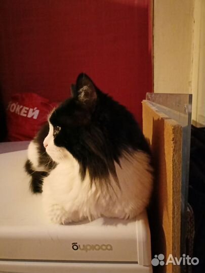 Кошка в дар