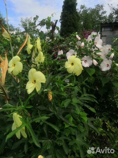 Гибискусы семена и саженцы