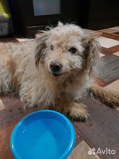 Собака-добряка-улыбака