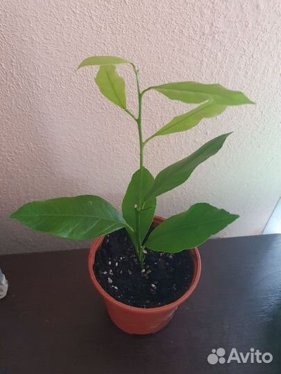 Комнатный лимон 