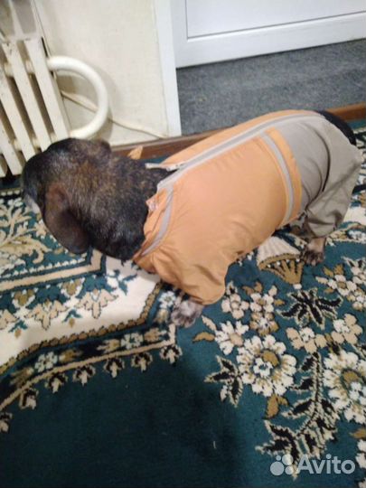 Дождевик для собаки Д30*Г49*Ш30