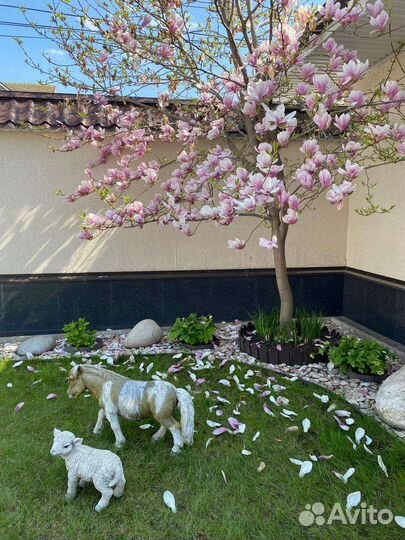 Магнолия дерево