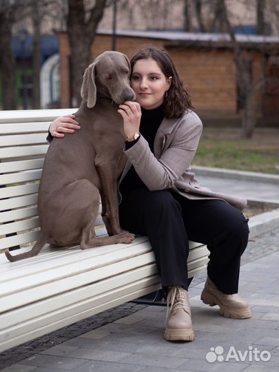 Выгул собак