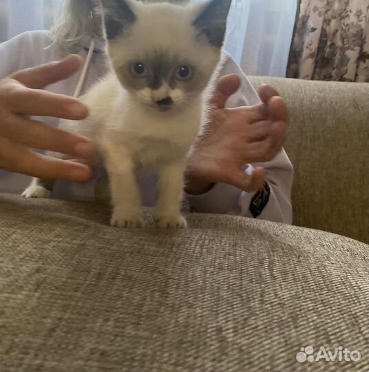 Кошка в дар