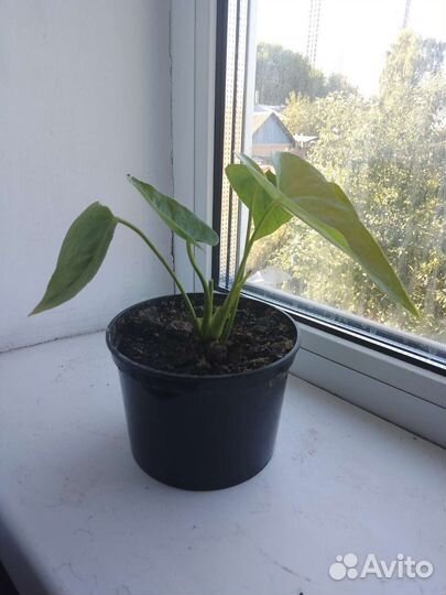 Комнатные цветы антуриум