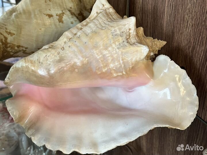 Раковина морского моллюска, Королевский стромбус