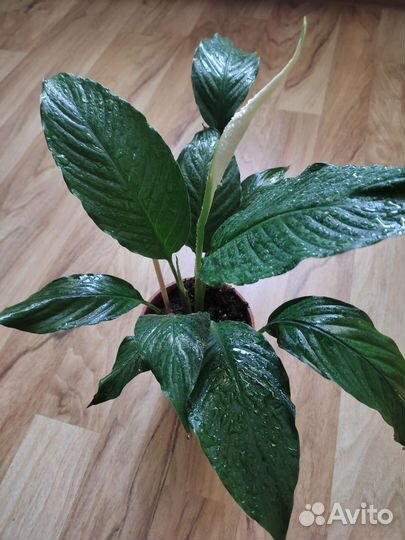 Спатифиллум