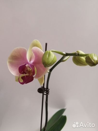 Орхидея фаленопсис