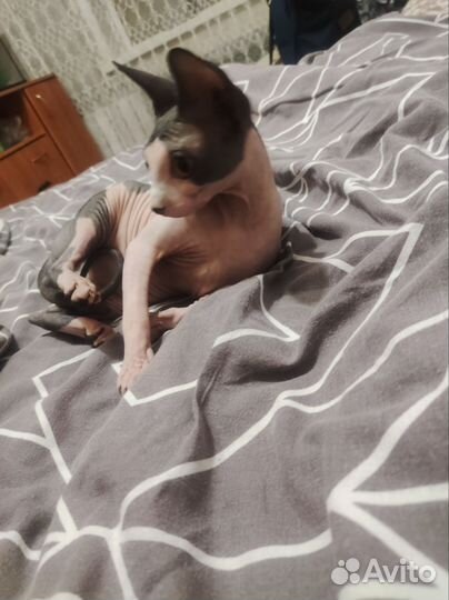 Канадский сфинкс