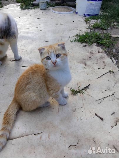 Отдам котенка в добрые руки