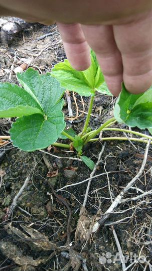 Рассада клубники усы