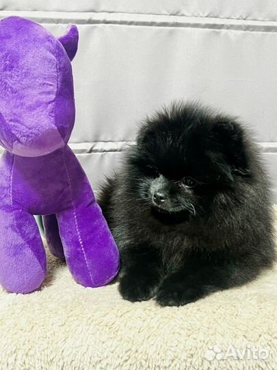 Померанский шпиц девочка