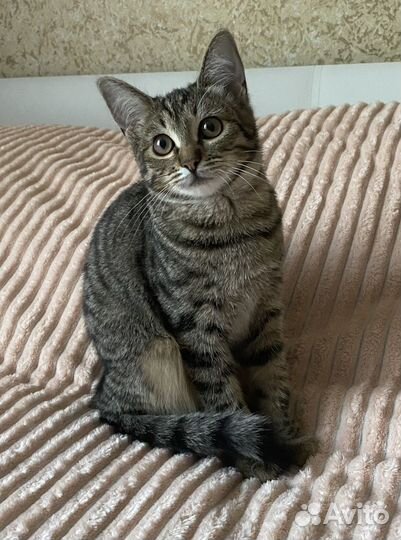 Котенок в добрые руки