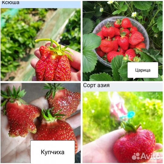 Рассада клубники