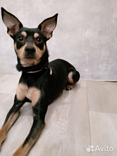 Мини доберман мальчик. Вязка