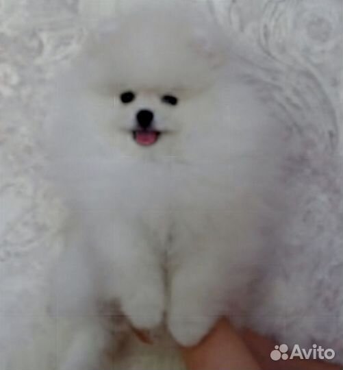 Щенки шпица белые кремовые