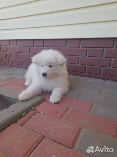 Щенки самоеда