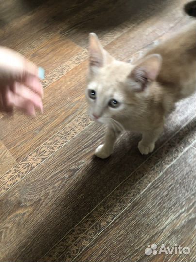 Котенок кажется мальчик