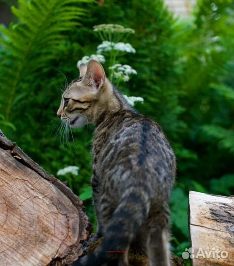 Бенгальский котенок