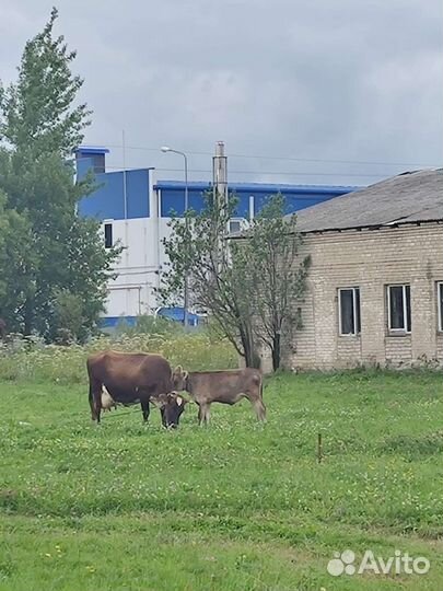 Телочки Веста