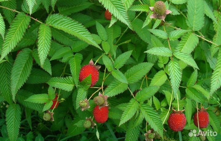 Растения излишки продам с окс