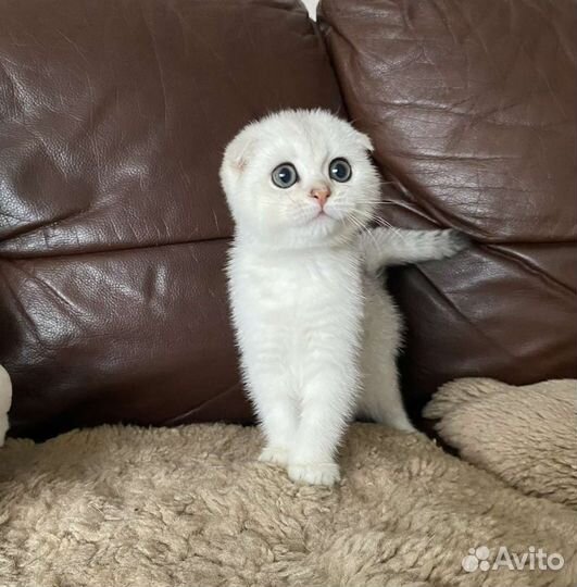 Шотландский вислоухий котенок