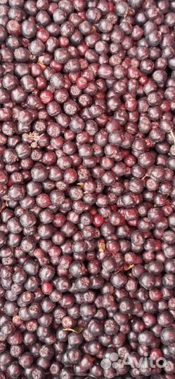 Черноплодная рябина свежая