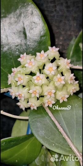 Хойи срезами