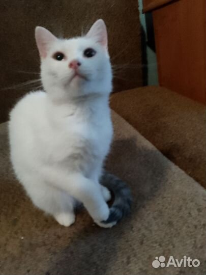 Кошечка Маняша